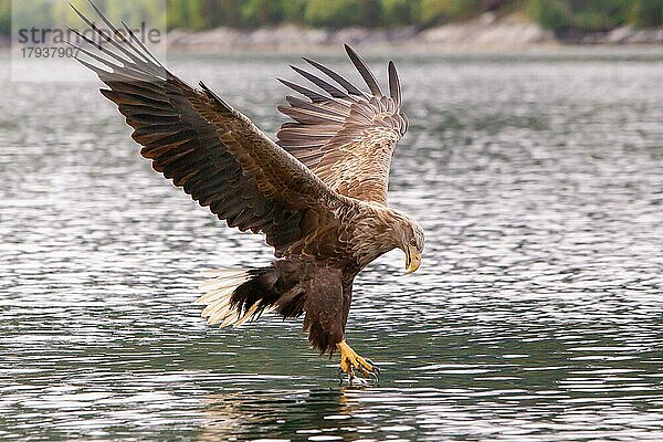 Seeadler (Haliaeetus albicilla) beim Fischfang  Norwegen  Europa