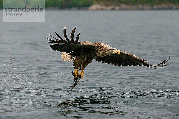 Seeadler (Haliaeetus albicilla) beim Fischfang  Norwegen  Europa