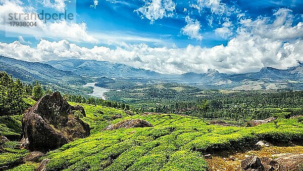 Panorama der grünen Teeplantagen in Munnar  Kerala  Indien  Asien