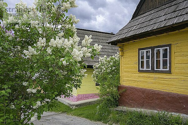 Bunt bemalte Holzhäuser und blühender Flieder  Dorf Vlkolinec  Unesco Welkulturerbe  Ru?omberok  ?ilinský kraj  Slowakei  Europa