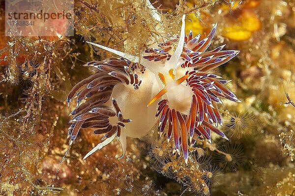 Frontalansicht von Wander-Fadenschnecke (Cratena peregrina) Nacktschnecke blickt Betrachter direkt an  Mittelmeer  Straße von Bonifacio  Sardinien  Italien  Europa