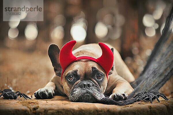 Halloween Französische Bulldogge Hund trägt roten Teufel Horn Kostüm Stirnband