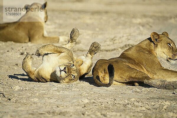 Löwinnen (Panthera leo) 3 Tiere. Eine rollt auf dem Rücken und schaut in die Kamera. Chobe-Nationalpark  Botswana  Afrika
