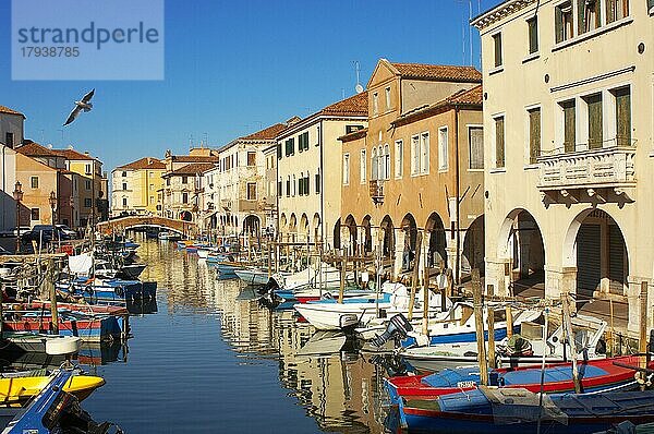 Fischerboote auf dem Riva-Vena-Kanal - Chioggia - Venedig - Italien  Chioggia  Region Venetien  Italien  Europa