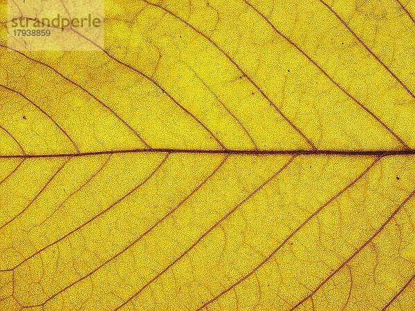 Herbstblatt. Einzelne Herbstblatt gegen weiß. Natürliche Farben und Texturen