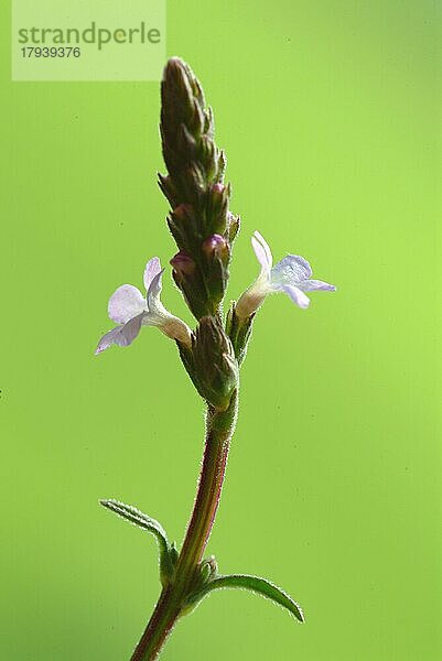 Echtes Eisenkraut (Verbena officinalis)  auch Taubenkraut  Katzenblutkraut  Sagenkraut oder Wunschkraut genannt  ist eine Pflanzenart  die zur Gattung der Verbenen gehört. Es ist eine traditionelle Heilpflanze