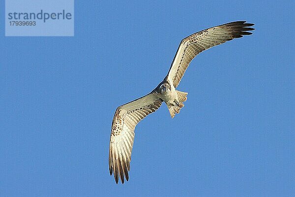 Fischadler (Pandion haliaetus)  fliegt frontal auf Fotograf zu  Mecklenburgische Seenplatte  Mecklenburg-Vorpommern  Deutschland  Europa