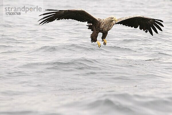 Seeadler (Haliaeetus albicilla) beim Fischfang  Norwegen  Europa