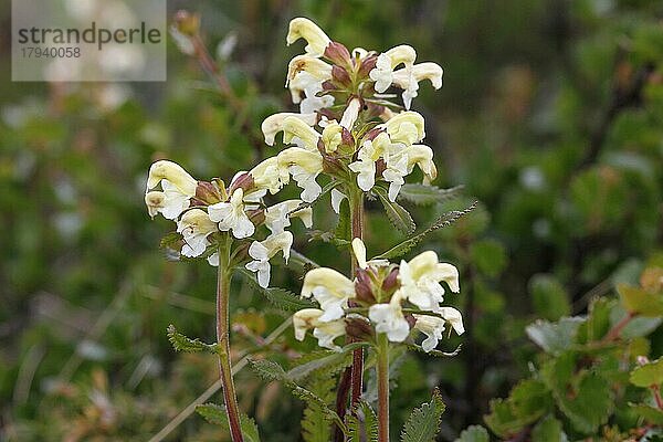 Lappländisches Läusekraut (Pedicularis lapponica) blüht in der Tundra  Lappland  Norwegen  Skandinavien  Europa