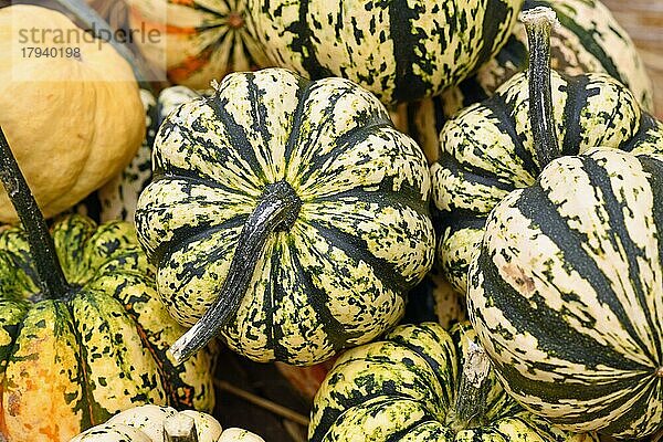 Weißer Karnevalskürbis mit dunkelgrünen Streifen auf einem Haufen Kürbisse