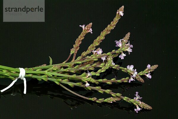 Echtes Eisenkraut (Verbena officinalis)  auch Taubenkraut  Katzenblutkraut  Sagenkraut oder Wunschkraut genannt  traditionelle Heilpflanze