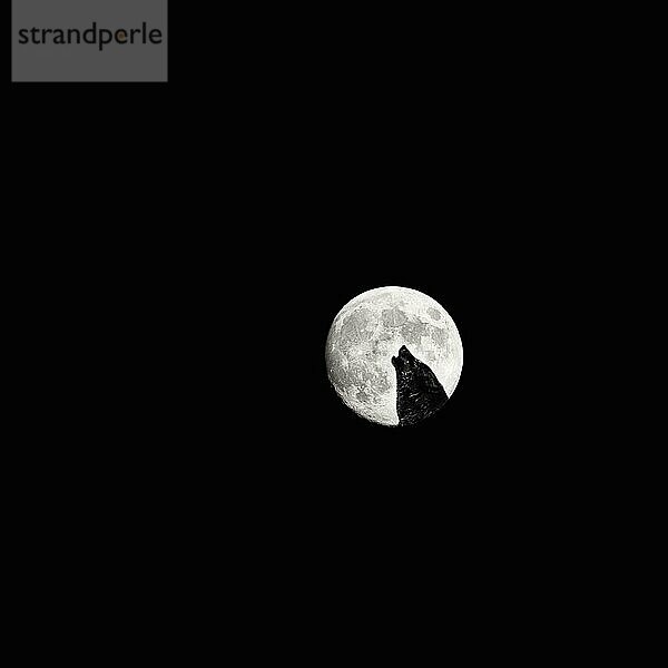 Heulender Wolf  Silhouette vor Vollmond  Abendhimmel  Collage  Textfreiraum  Symbolbild Kraft  Kommunikation  Wolfsmond  Schwarzweißaufnahme
