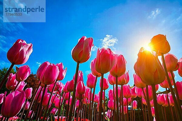 Blühende rosa Tulpen gegen blaün Himmel Hintergrund mit Sonne von einem niedrigen Aussichtspunkt. Niederlande