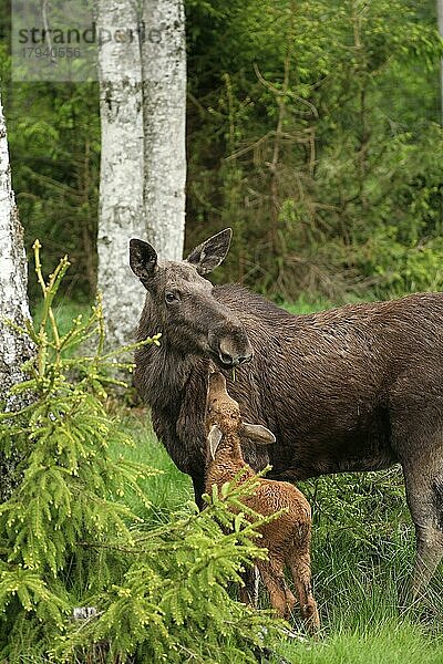 Elch (Alces alces) Elchkuh mit ca. 3 Wochen altem Kalb  Südschweden  Schweden  Skandinavien  Europa