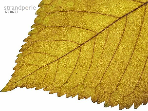 Herbstblatt. Einzelne Herbstblatt gegen weiß. Natürliche Farben und Texturen