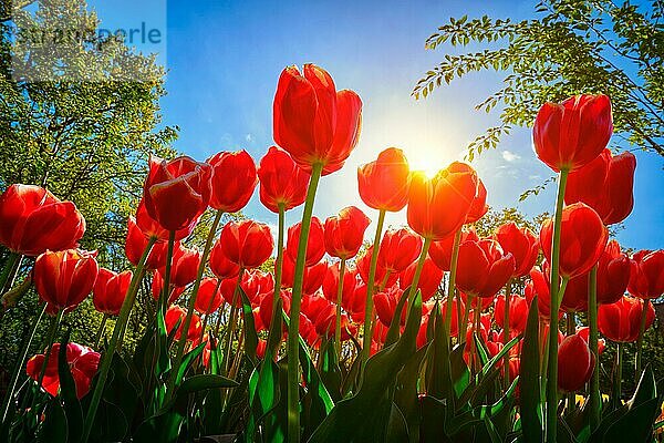 Blühende rote Tulpen vor blauem Himmel mit Sonne von einem niedrigen Aussichtspunkt aus. Niederlande