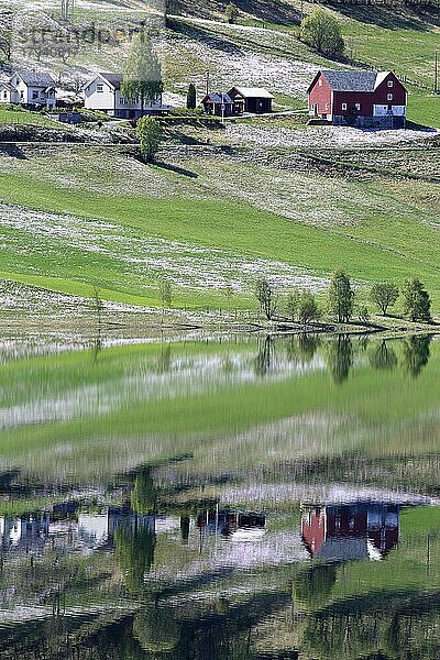 Wiesen voller Wiesenschaumkraut und norwegische Häuser spiegeln sich im Wasser eines Fjords  Norwegen  Europa