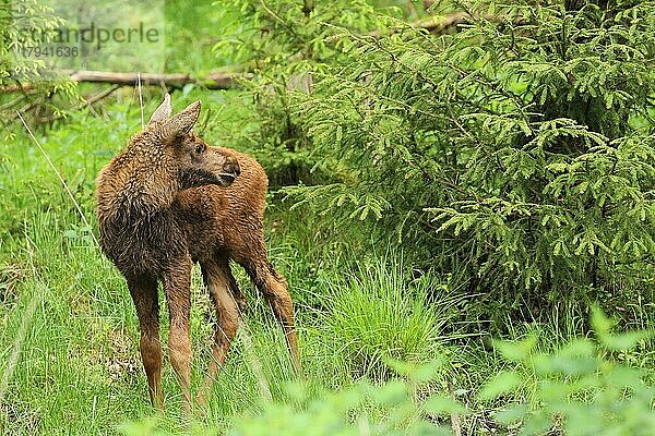 Elch (Alces alces) ca. 3 Wochen altes Kalb  Südschweden  Schweden  Skandinavien  Europa