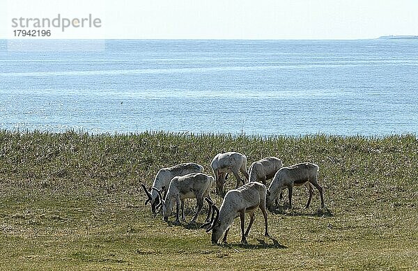 Rentiere (Rangifer tarandus) kleine Herde auf Nahrungssuche in der Tundra am Ufer der Barentssee  Nordnorwegen  Norwegen  Skandinavien  Europa