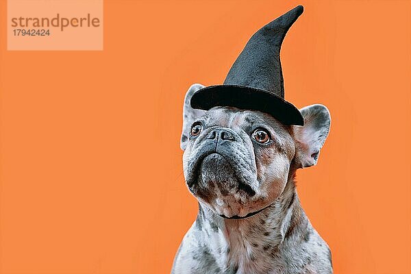 Porträt von Merle Französisch Bulldogge Hund mit Halloween-Kostüm Hexenhut auf orangefarbenen Hintergrund mit Kopie Raum