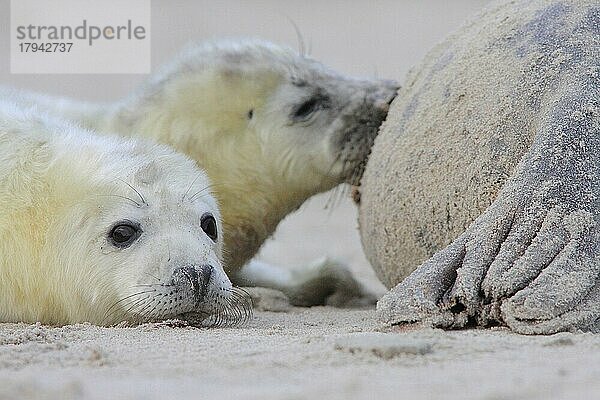 Kegelrobbe (Halichoerus grypus)  zwei weiße Jungtiere  eines blickt frontal in Kamera  eines wird von Muttertier gesäugt  Helgoland  Deutschland  Europa