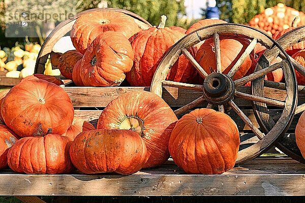 Große orangefarbene Halloween-Kürbisse neben einem alten hölzernen Wagenrad