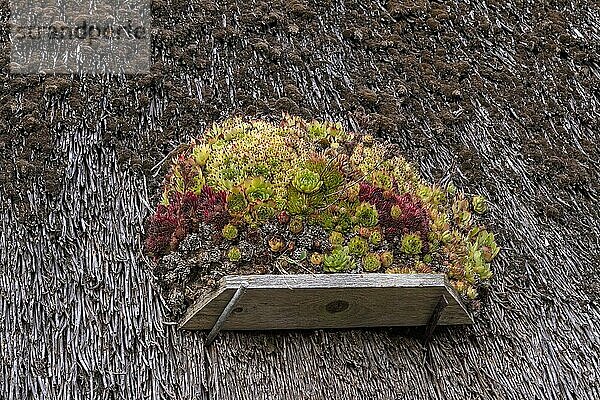 Hauswurz (Sempervivum) auf einem Reetdach  Klein Zicker  Mönchgut  Insel Rügen  Mecklenburg-Vorpommern  Deutschland  Europa