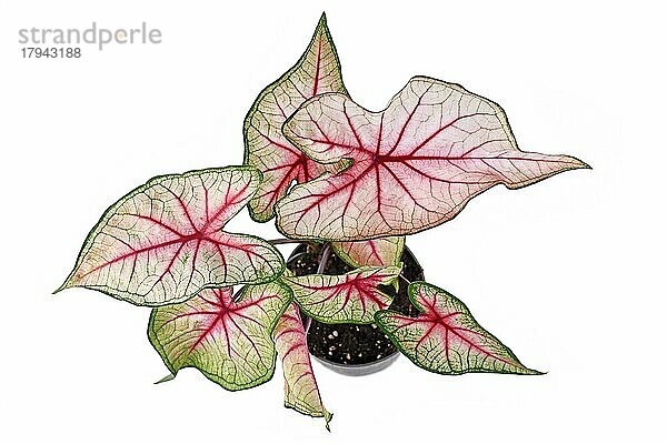 Draufsicht auf die exotische Pflanze 'Caladium White Queen' mit weißen Blättern und rosa Adern im Topf  vor weißem Hintergrund
