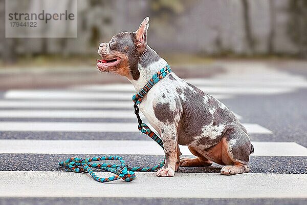 Merle Französische Bulldogge Hund trägt Halsband mit Seil Retriever Leine