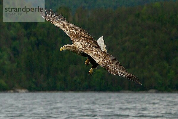 Seeadler (Haliaeetus albicilla) beim Fischfang  Norwegen  Europa