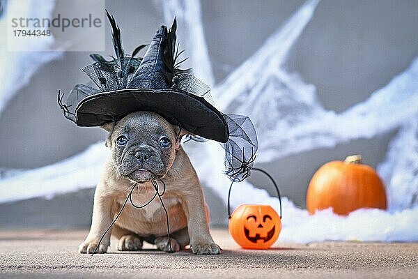 Niedliche französische Bulldogge Hundewelpe gekleidet mit großen Halloween-Hexe Hut vor saisonalen Hintergrund mit Spinnweben und Kürbis