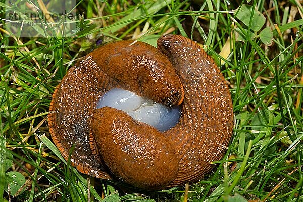 Rote Wegschnecke zwei Tiere bei Paarung in grüner Wiese