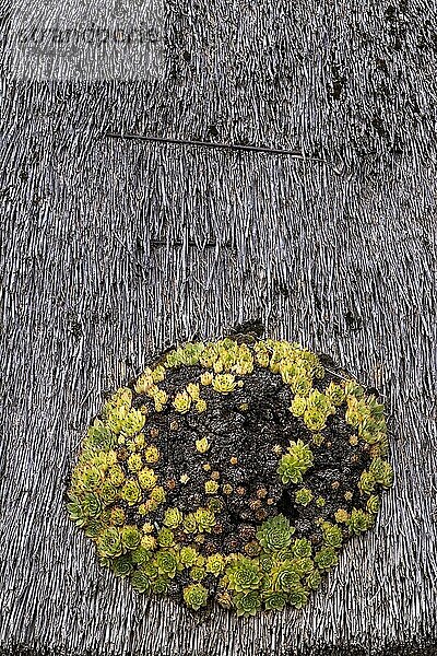 Hauswurz (Sempervivum) auf einem Reetdach  Klein Zicker  Mönchgut  Insel Rügen  Mecklenburg-Vorpommern  Deutschland  Europa