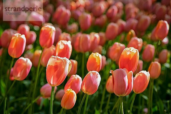 Blühende rosa Tulpen im Keukenhof  einem der größten Blumengärten der Welt und beliebten niederländischen Touristenattraktion. Lisse  die Niederlande