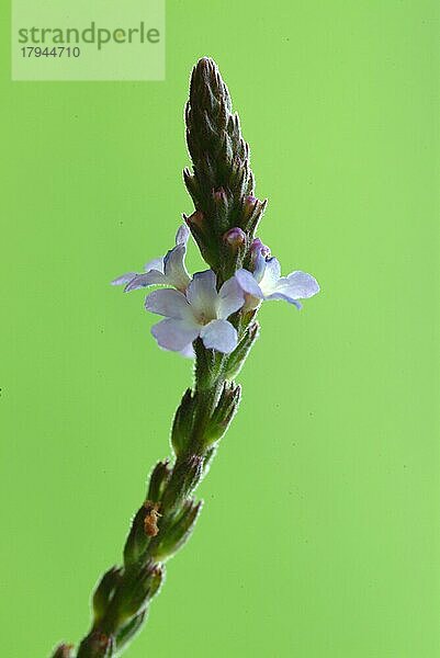 Echtes Eisenkraut (Verbena officinalis)  auch Taubenkraut  Katzenblutkraut  Sagenkraut oder Wunschkraut genannt  ist eine Pflanzenart  die zur Gattung der Verbenen gehört. Es ist eine traditionelle Heilpflanze