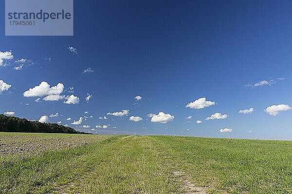 Weite  Feldweg  blauer Himmel  weiße Wolken  Sachsen  Deutschland  Europa