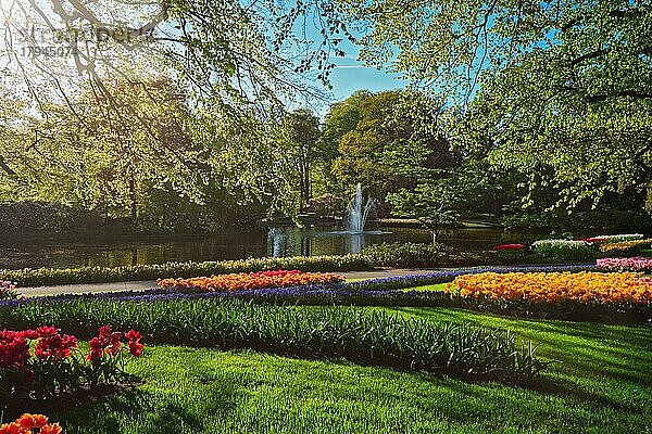 Blumengarten Keukenhof mit blühenden Tulpenbeeten. Einer der größten Blumengärten der Welt. Lisse  die Niederlande