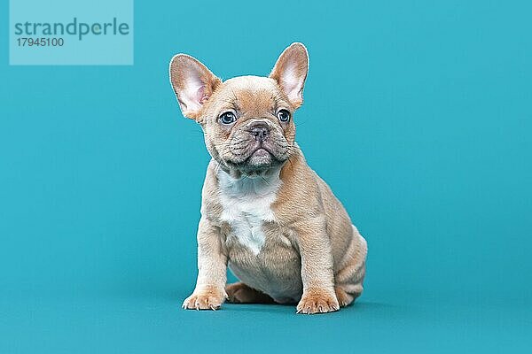 Niedliche lila rot fawn Französisch Bulldogge Hundewelpen sitzen auf blauem Hintergrund