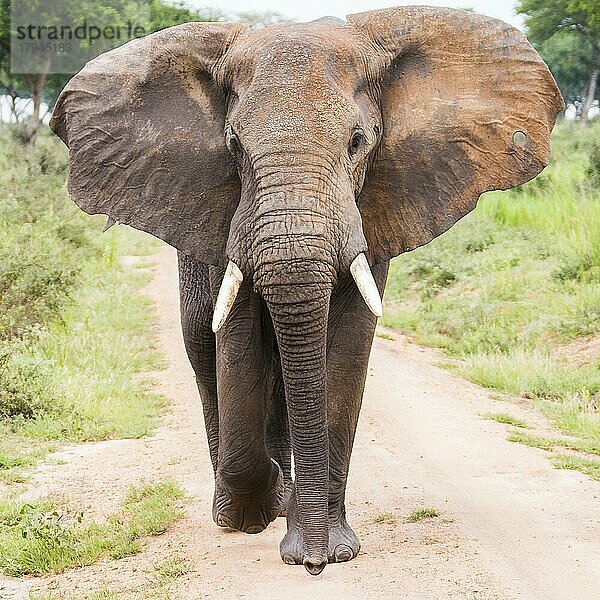 Afrikanischer Elefant (Loxodonta africana) frontal mit ausgebreiteten Ohren  Einschussloch im Ohr  Uganda  Afrika