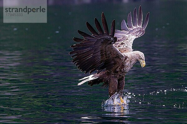 Seeadler (Halliaeetus albicilla) beim Fischfang  Norwegen  Europa