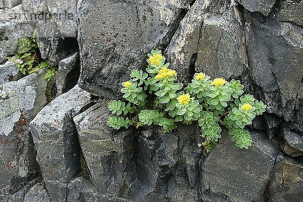 Scharfer Mauerpfeffer (Sedum acre) blüht an einem Felsen in der Tundra  Lappland  Nordnorwegen  Norwegen  Skandinavien  Europa