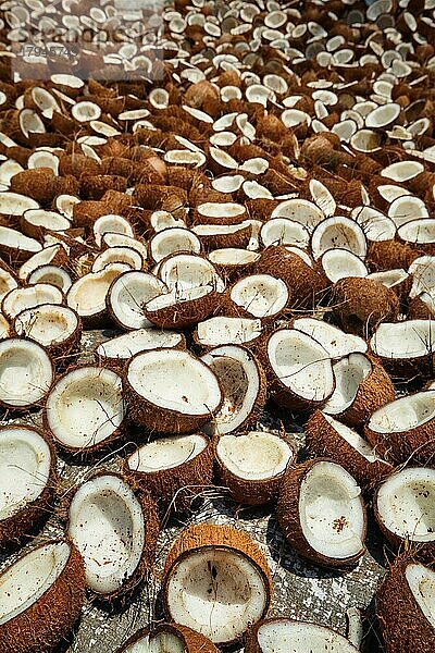 Trocknen von Kokosnüssen auf der Straße  Kerala  Südindien