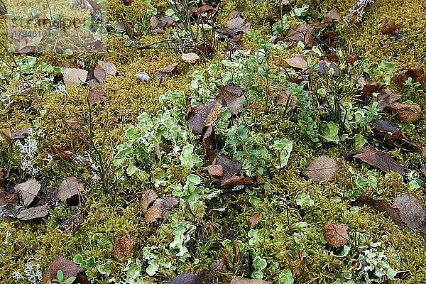 Lungenflechte (Lobaria pulmonaris) in der Tundra Lapplands  Nordnorwegen  Norwegen  Skandinavien  Europa