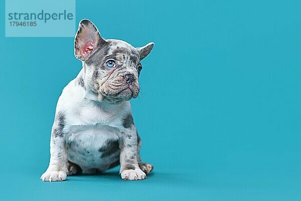 Französische Bulldogge Hundewelpe sitzt vor blauem Hintergrund