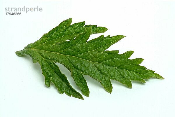 Echtes Eisenkraut (Verbena officinalis)  auch Taubenkraut  Katzenblutkraut  Sagenkraut oder Wunschkraut genannt  traditionelle Heilpflanze