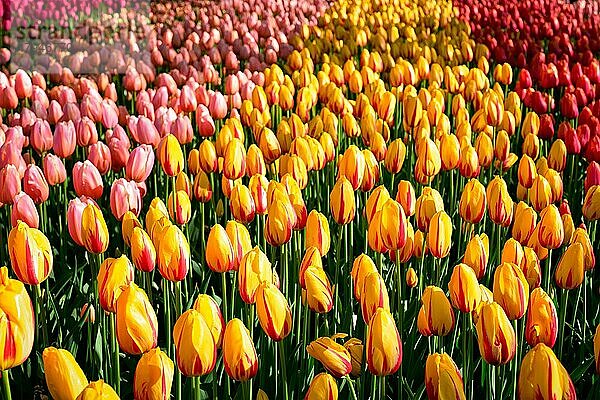 Blühende rote Tulpen im Blumengarten Keukenhof  auch bekannt als Garten Europas  einem der größten Blumengärten der Welt und beliebten Touristenattraktion. Lisse  die Niederlande