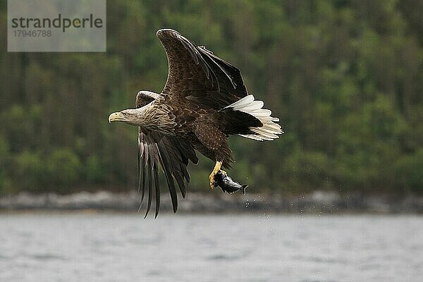 Seeadler (Haliaeetus albicilla) beim Fischfang  Norwegen  Europa