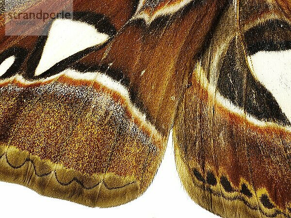 Kaiserfalter (Saturniidae) mit dekorativem Flügelmuster Foto. Witzige Stockfotos