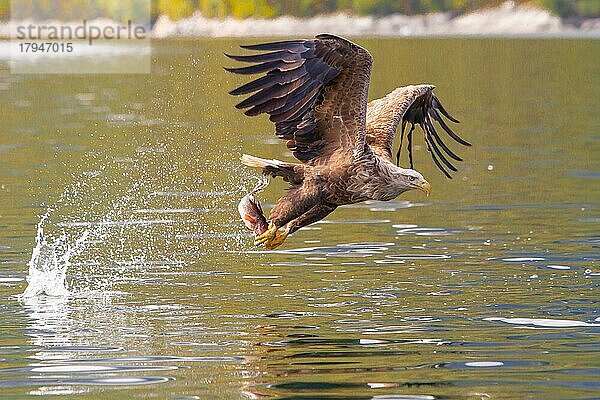 Seeadler (Haliaeetus albicilla) beim Fischfang  Norwegen  Europa