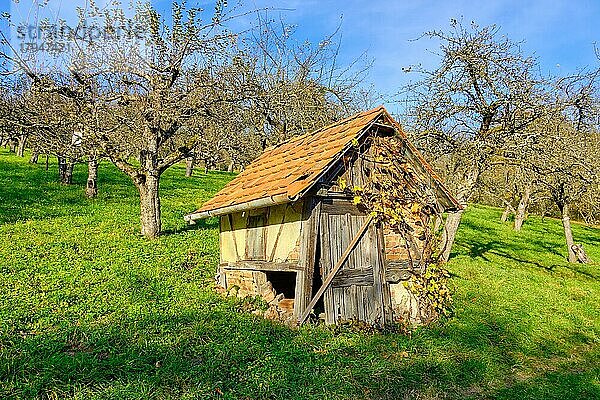 Herbstliche Streuobstwiese mit kleiner uriger Hütte in den Weinbergen von Metzingen  Baden-Württemberg  Deutschland  Europa